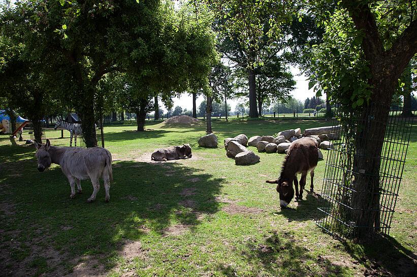 Mehrerer Esel auf einer Wiese