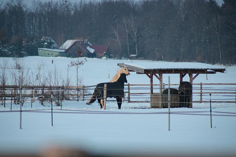 Pferd auf Wiese, Winter