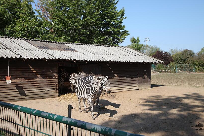 Zebras in Zoo