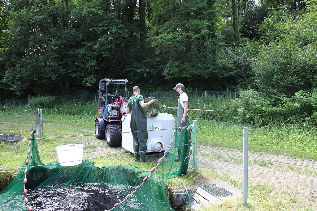 Weidemann 1160 eHoftrac im Einsatz