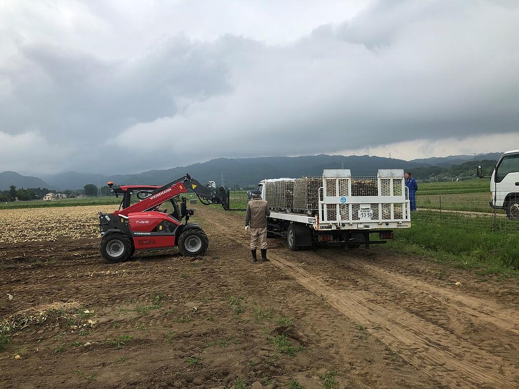 Weidemann Teleskoplader T4512 im Einsatz mit einer Palettengabel bei der Zwiebelernte