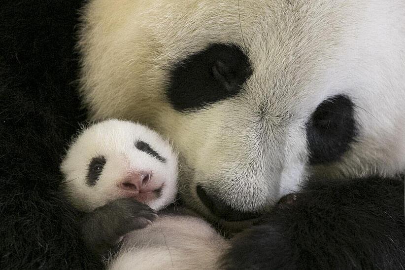 Panda mit Baby