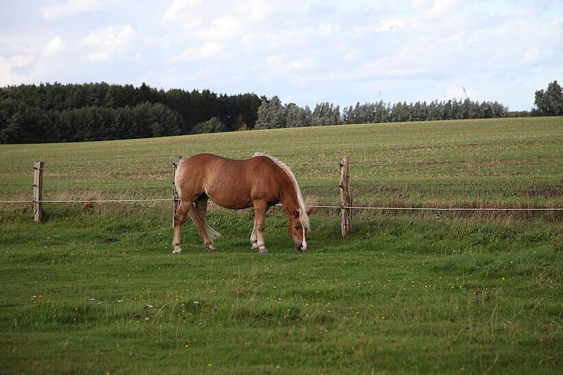 Pferd auf Wiese