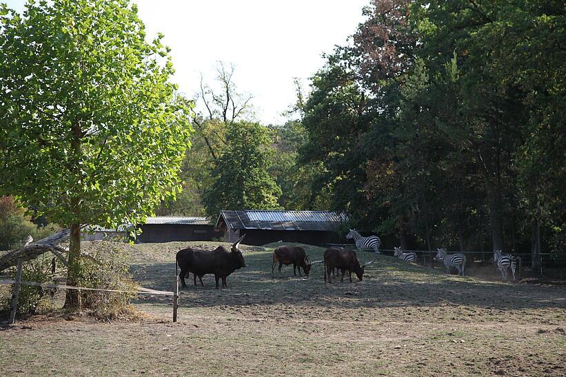 Tiere im Zoo, Freigelände