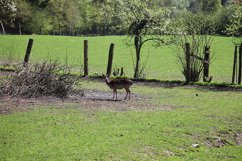 Reh auf Wiese